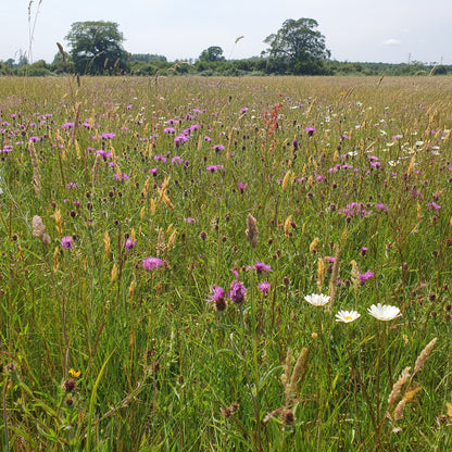 Wildflower meadow with a variety of flowers under a clear sky.