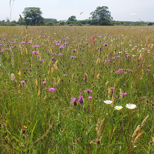 Wildflower meadow with a variety of flowers under a clear sky.