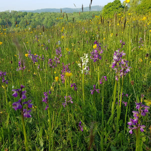 Gloucestershire Neutral Soils Meadow Seed Mix