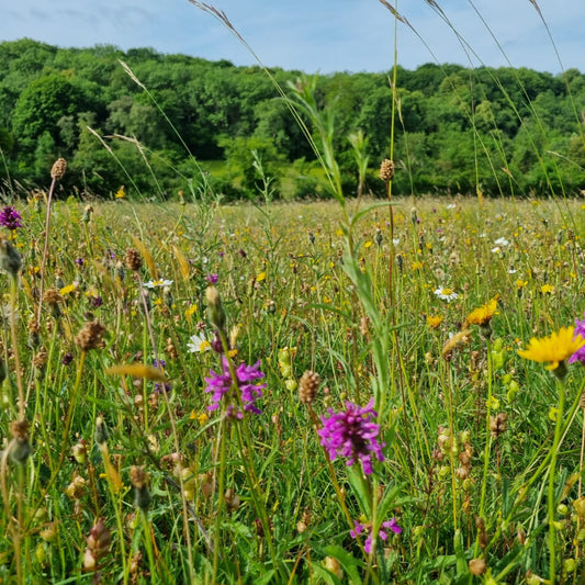 Herefordshire Meadow Seed Mix