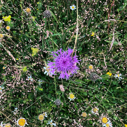 Berkshire Meadow Seed Mix (Organic)