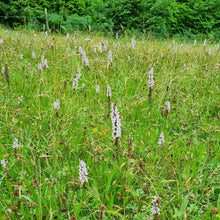 Load image into Gallery viewer, Gloucestershire Neutral Soils Meadow Seed Mix