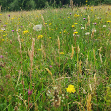 Load image into Gallery viewer, Gloucestershire Neutral Soils Meadow Seed Mix