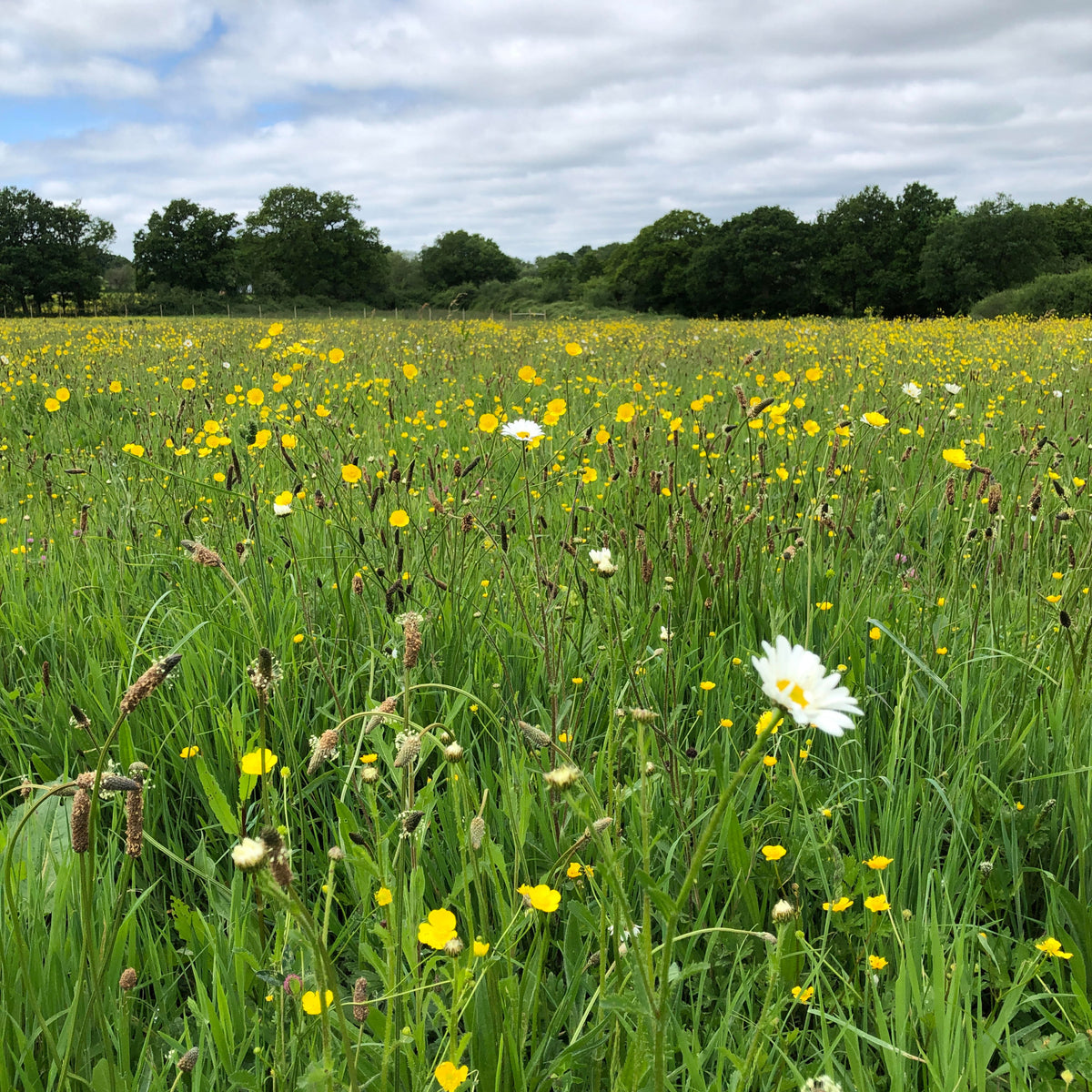 Typical download meadow on clay soil