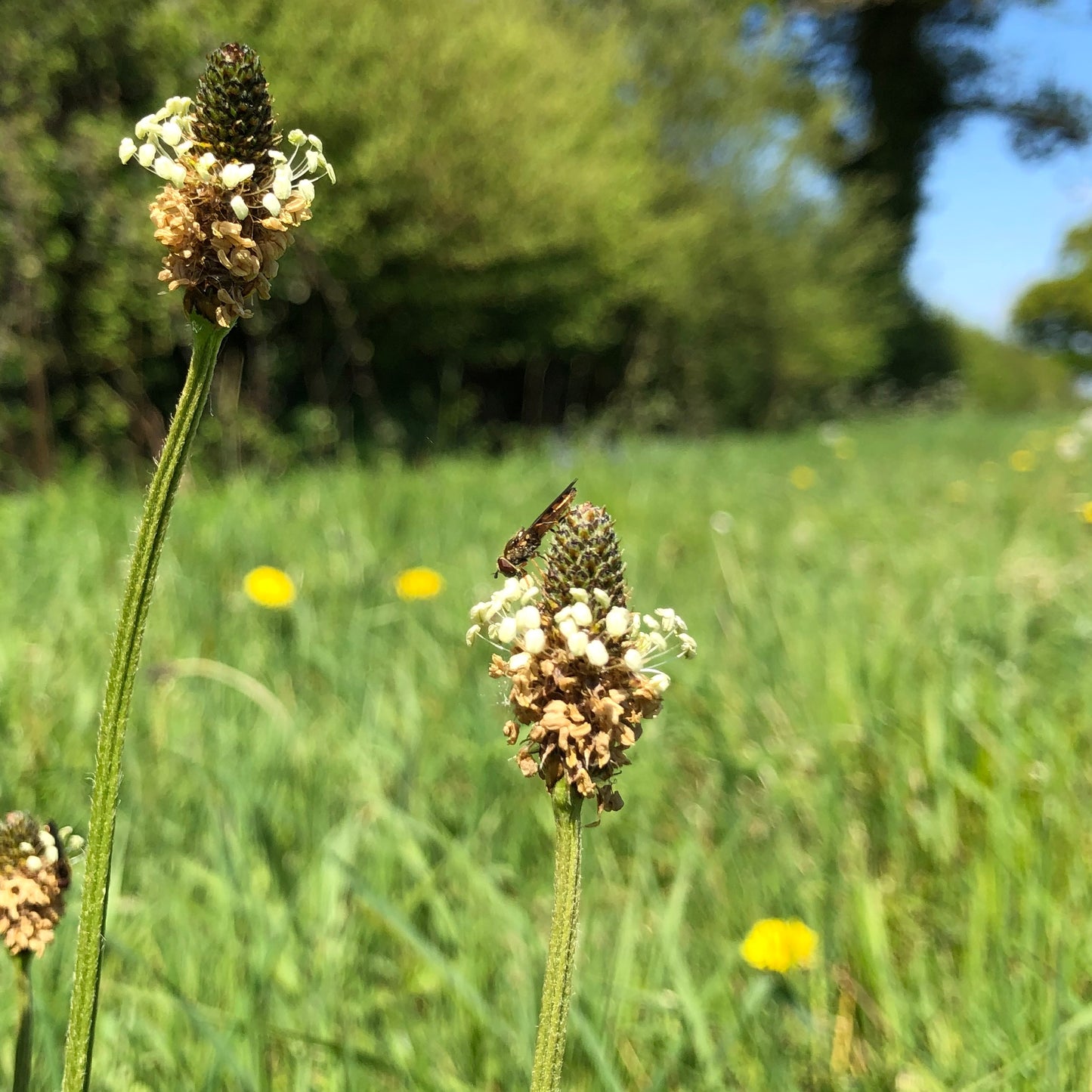 Flowering Lawn Seed Mix