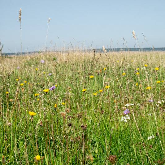 Wiltshire Neutral Soils Meadow Seed Mix