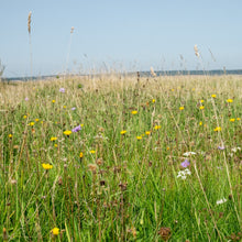 Load image into Gallery viewer, Wiltshire Neutral Soils Meadow Seed Mix