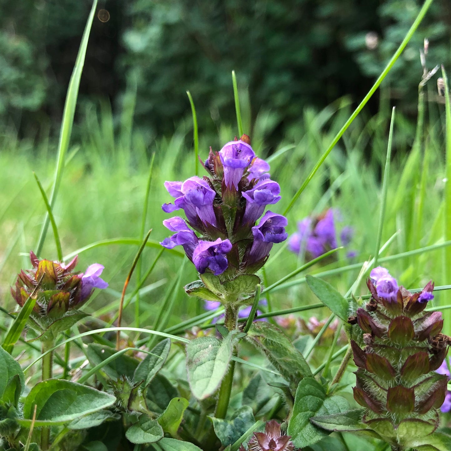 Special General Meadow Seed Mix
