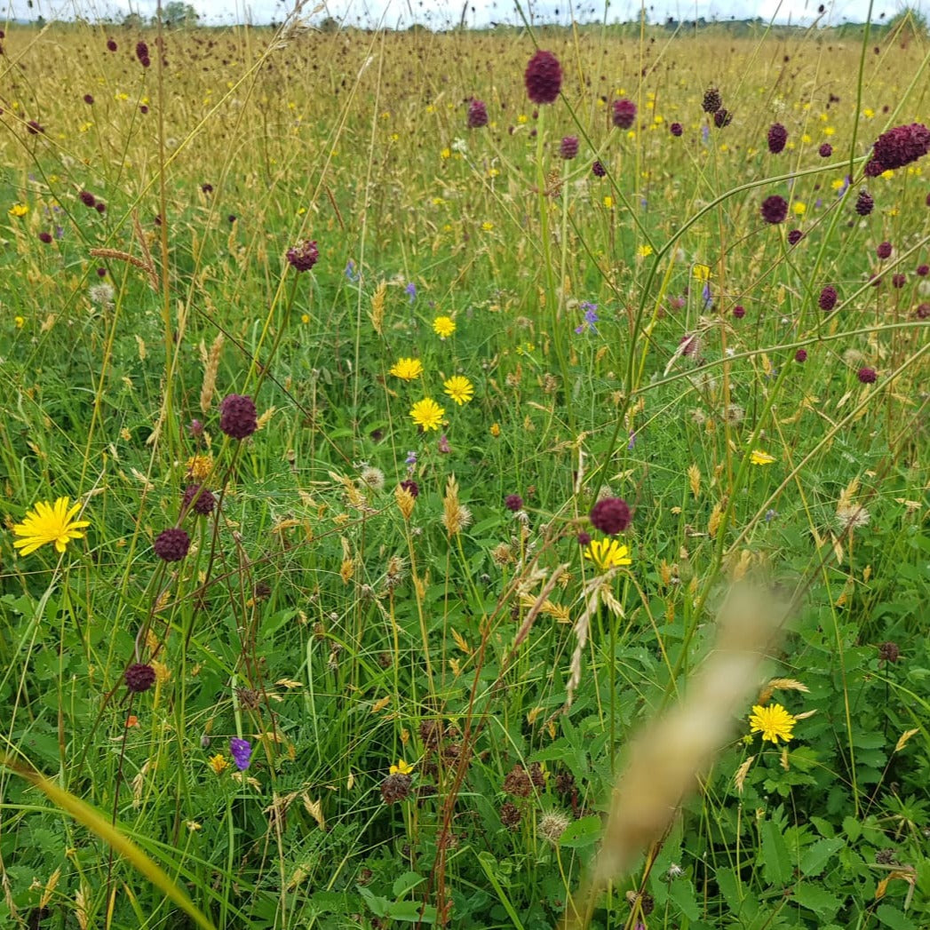 Severn Valley Meadow Seed | British Wildflower Seeds | British ...