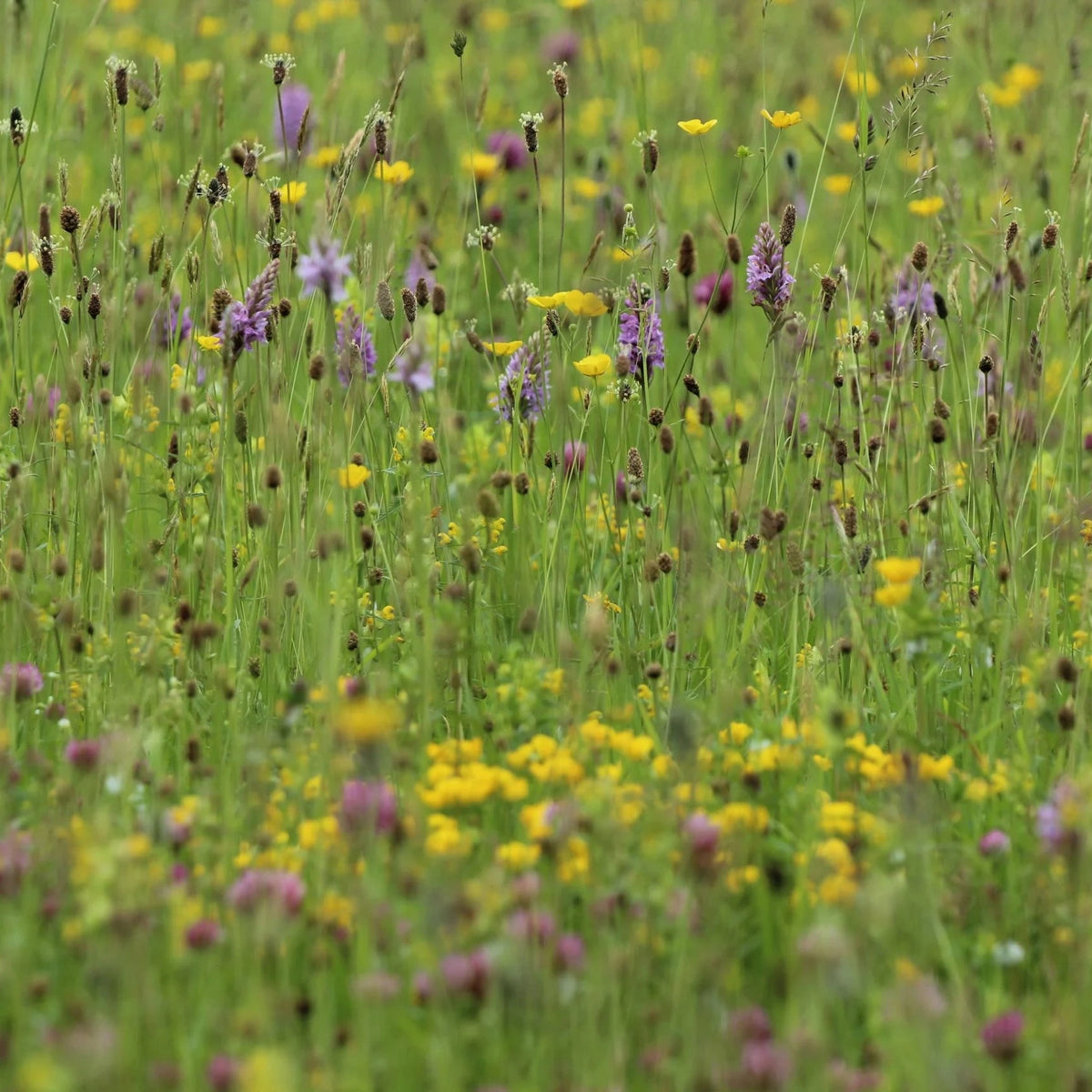 A close-up view of a wildflower meadow with green grasses and scattered yellow and purple flowers.