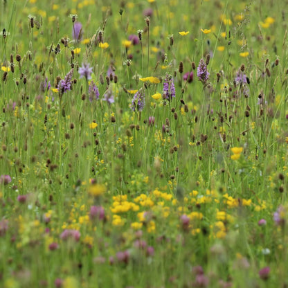 A close-up view of a wildflower meadow with green grasses and scattered yellow and purple flowers.