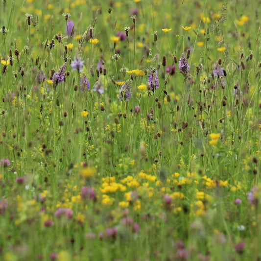 A close-up view of a wildflower meadow with green grasses and scattered yellow and purple flowers.