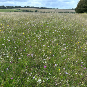 Wildflower meadow