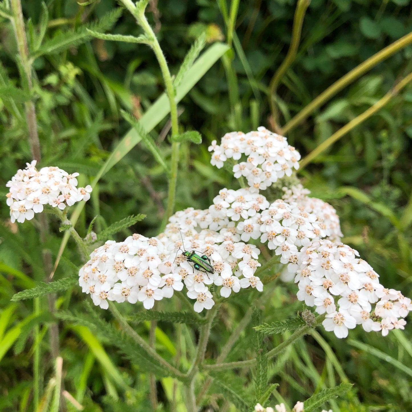 Flowering Lawn Seed Mix