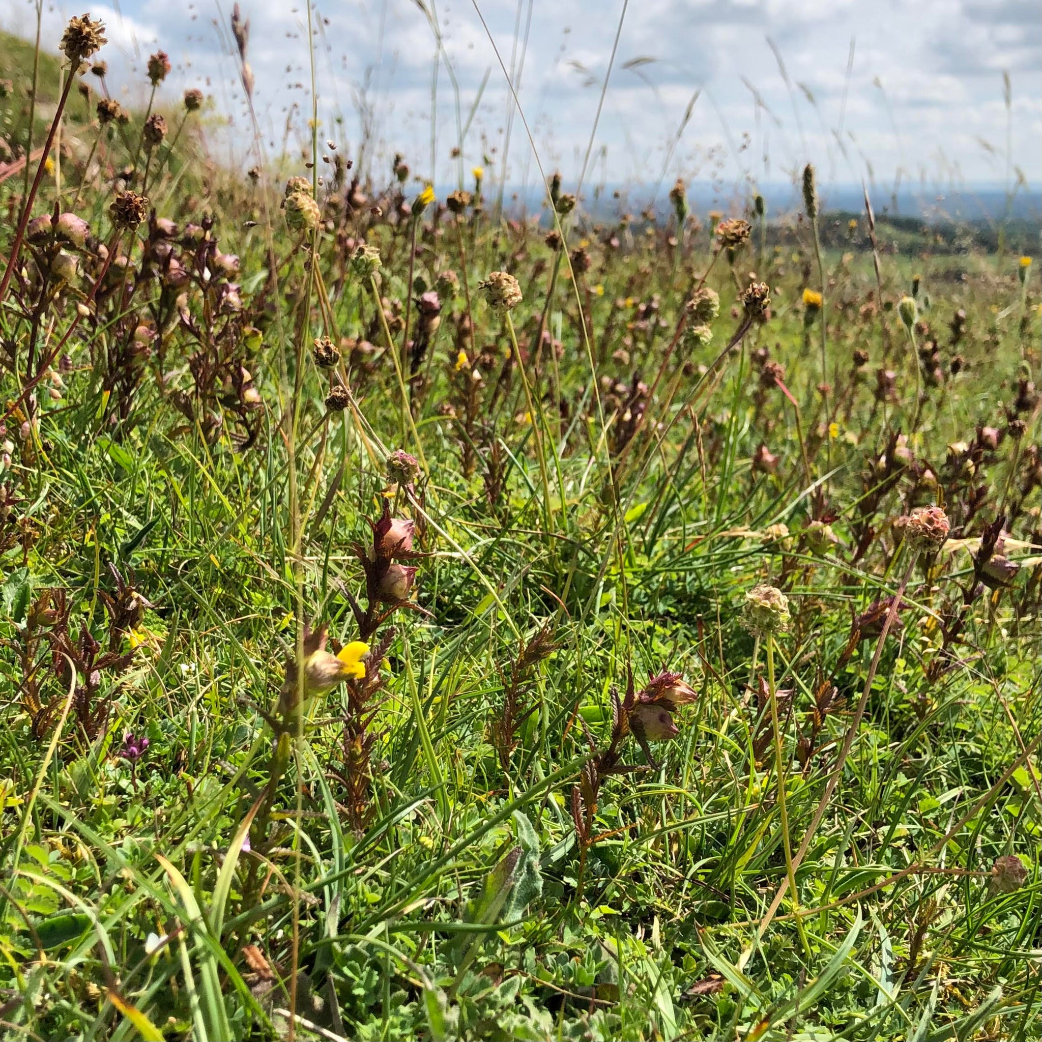 Yellow Rattle (Rhinanthus minor) | British Wildflower Seeds | British ...