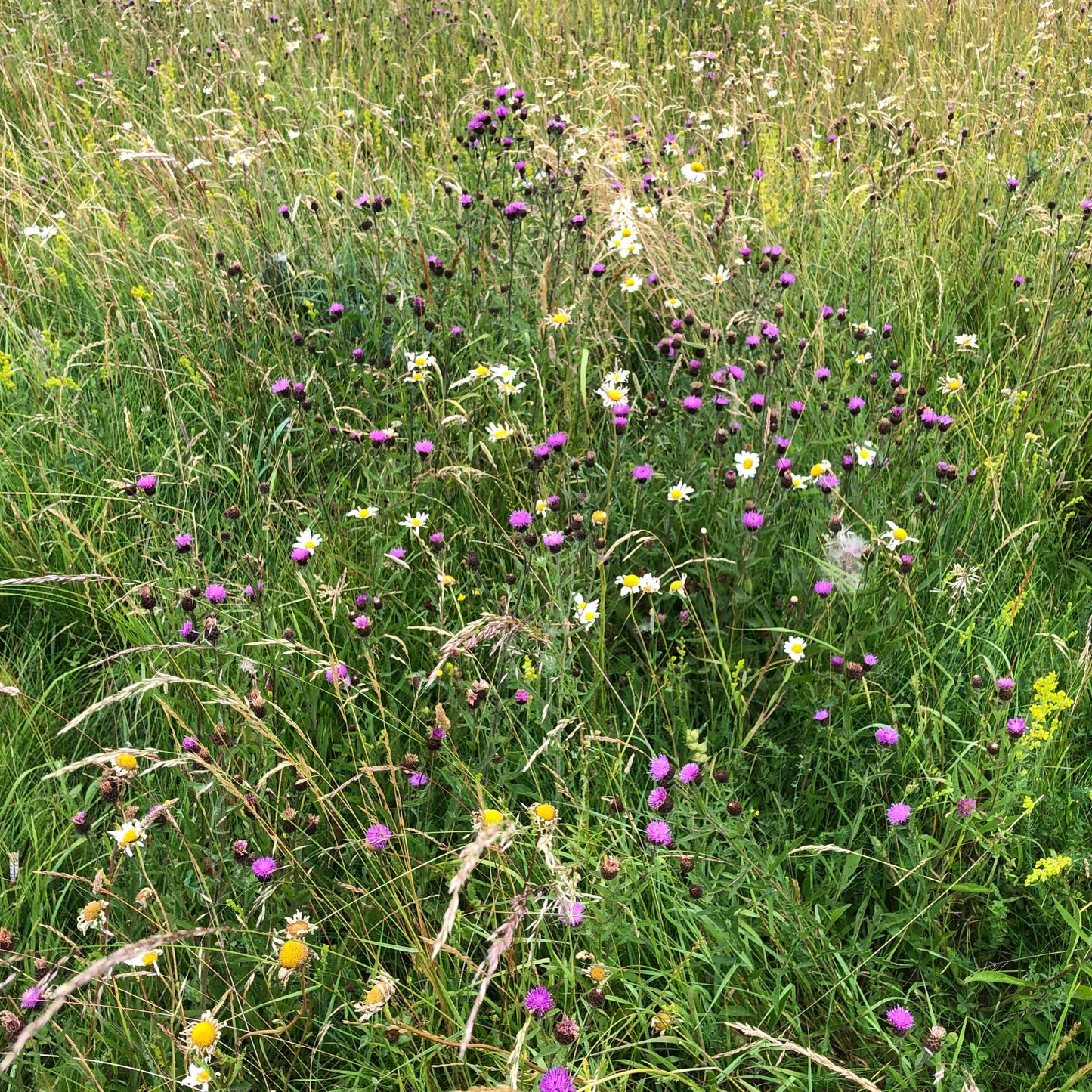 Berkshire Meadow Seed Mix (Organic)