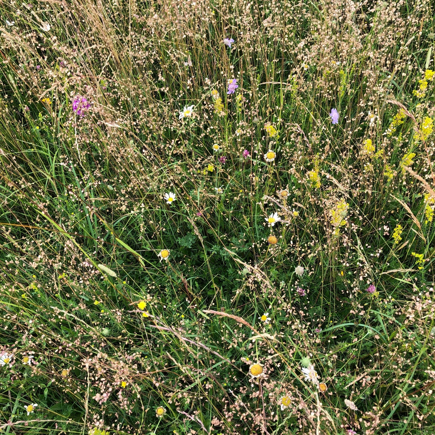 Berkshire Meadow Seed Mix (Organic)