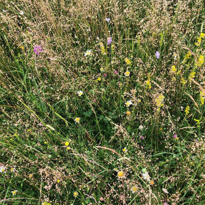 Berkshire Meadow Seed Mix (Organic)