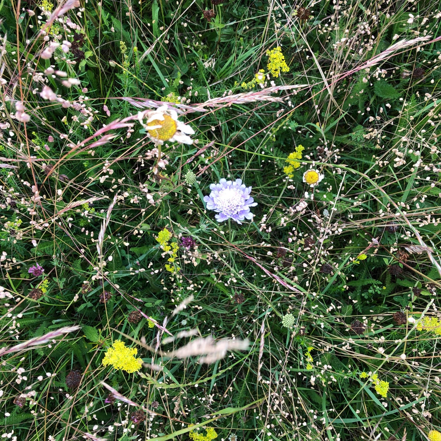 Berkshire Meadow Seed Mix (Organic)