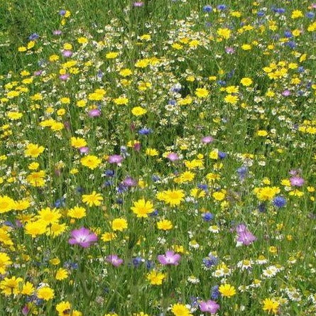 Cornfield Annuals Seed Mix