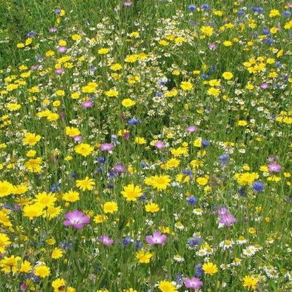 Cornfield Annuals Seed Mix