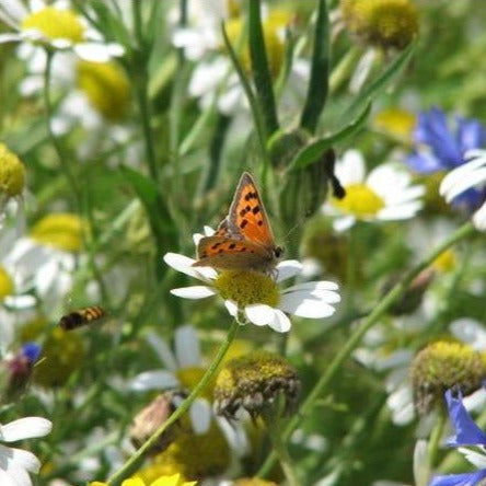 Cornfield Annuals Seed Mix
