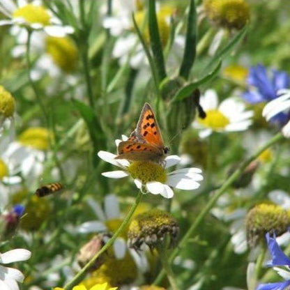 Cornfield Annuals Seed Mix