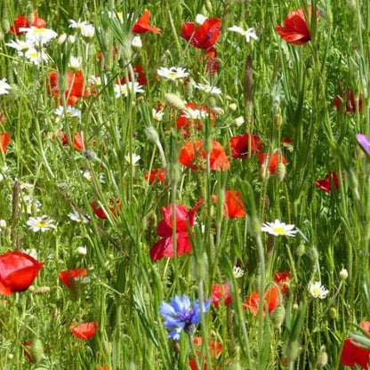 Cornfield Annuals Seed Mix