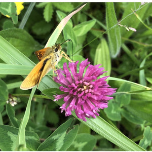 Butterfly and bee seed mix: Wild red clover