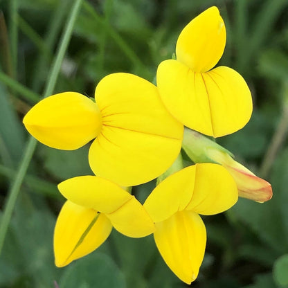 Birdsfoot trefoil: Special meadow mix