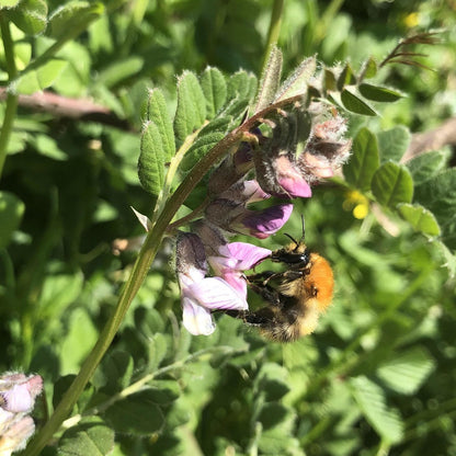 Butterfly and Moth Seed Mix