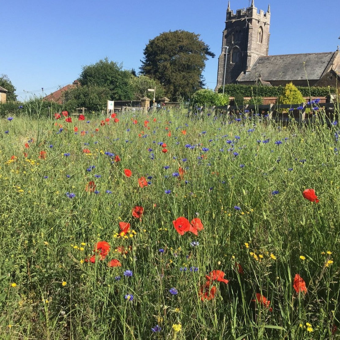 Cornfield annuals