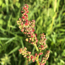Load image into Gallery viewer, Common sorrel: Special meadow mix
