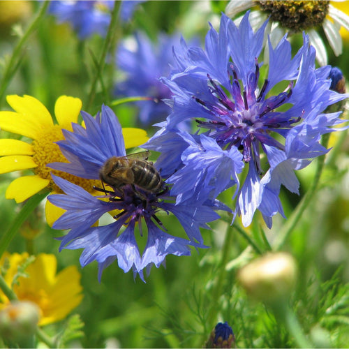 Cornflowers with honeybee