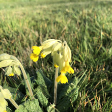 Load image into Gallery viewer, Cowslip: Special meadow mix