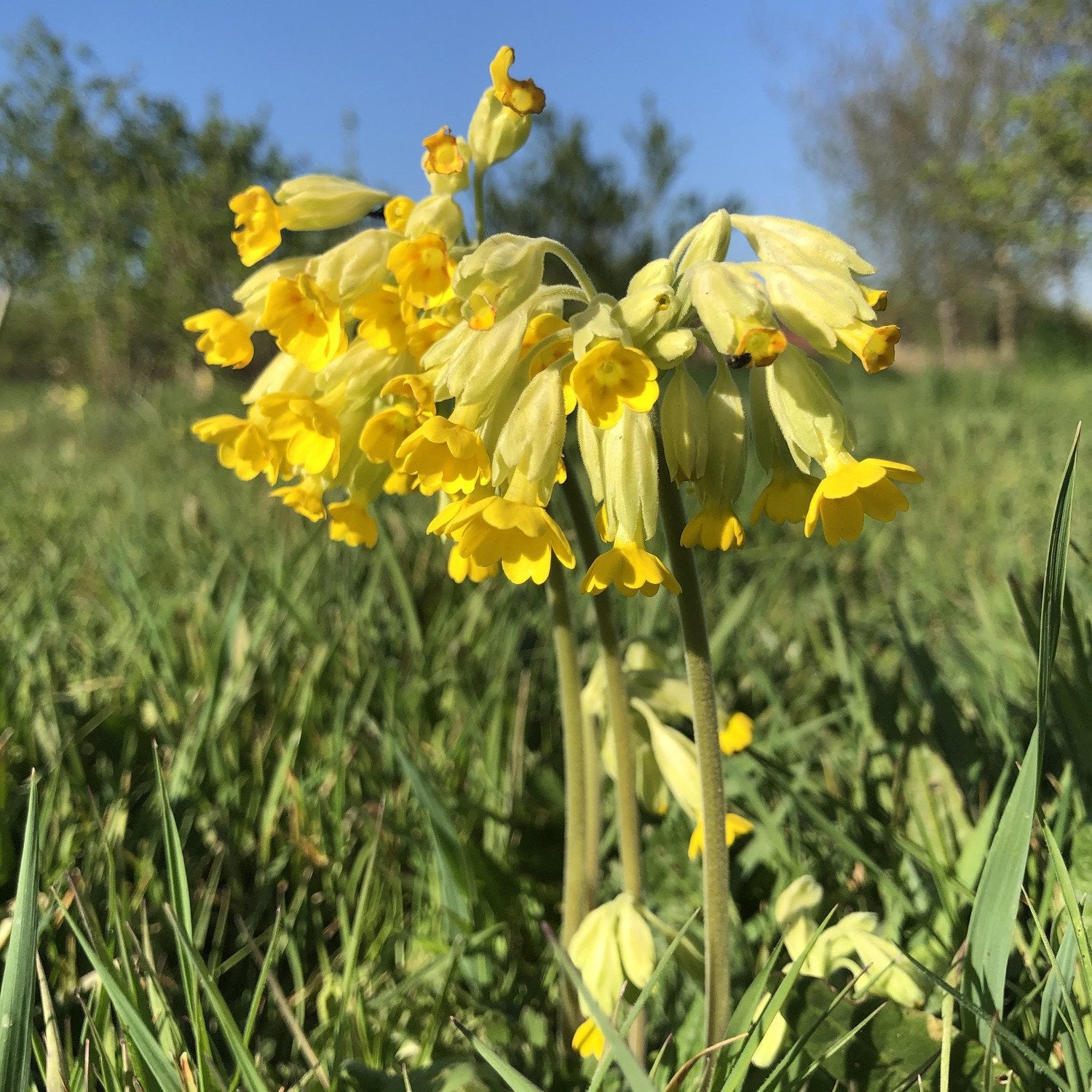Butterfly and bee seed mix: Cowslip