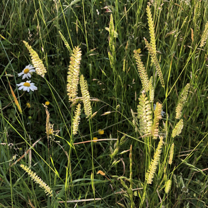 Crested dogstail: Special meadow mix grasses