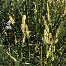 Load image into Gallery viewer, Crested dogstail: Special meadow mix grasses