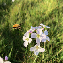 Load image into Gallery viewer, Cuckoo flower and Bee-fly