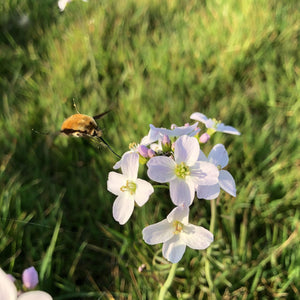 Cuckoo flower and Bee-fly