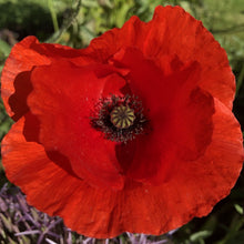 Load image into Gallery viewer, Field poppy: : Special meadow mix