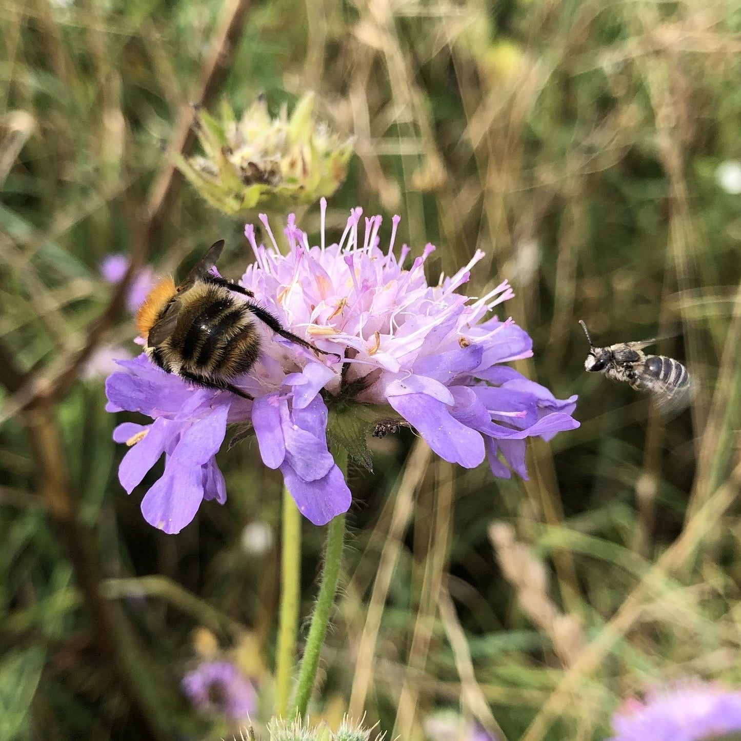 Bee Wildflower Seed Mix