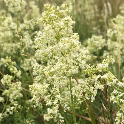 wildflower seeds for shaded areas uk Hedgerow and Light Shade Seed Mix