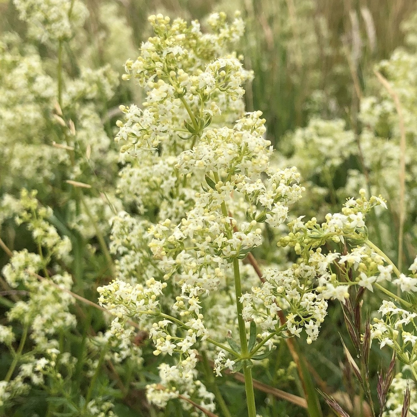 Hedgerow and Light Shade Seed Mix