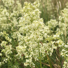 Load image into Gallery viewer, Hedge bedstraw: Special meadow mix