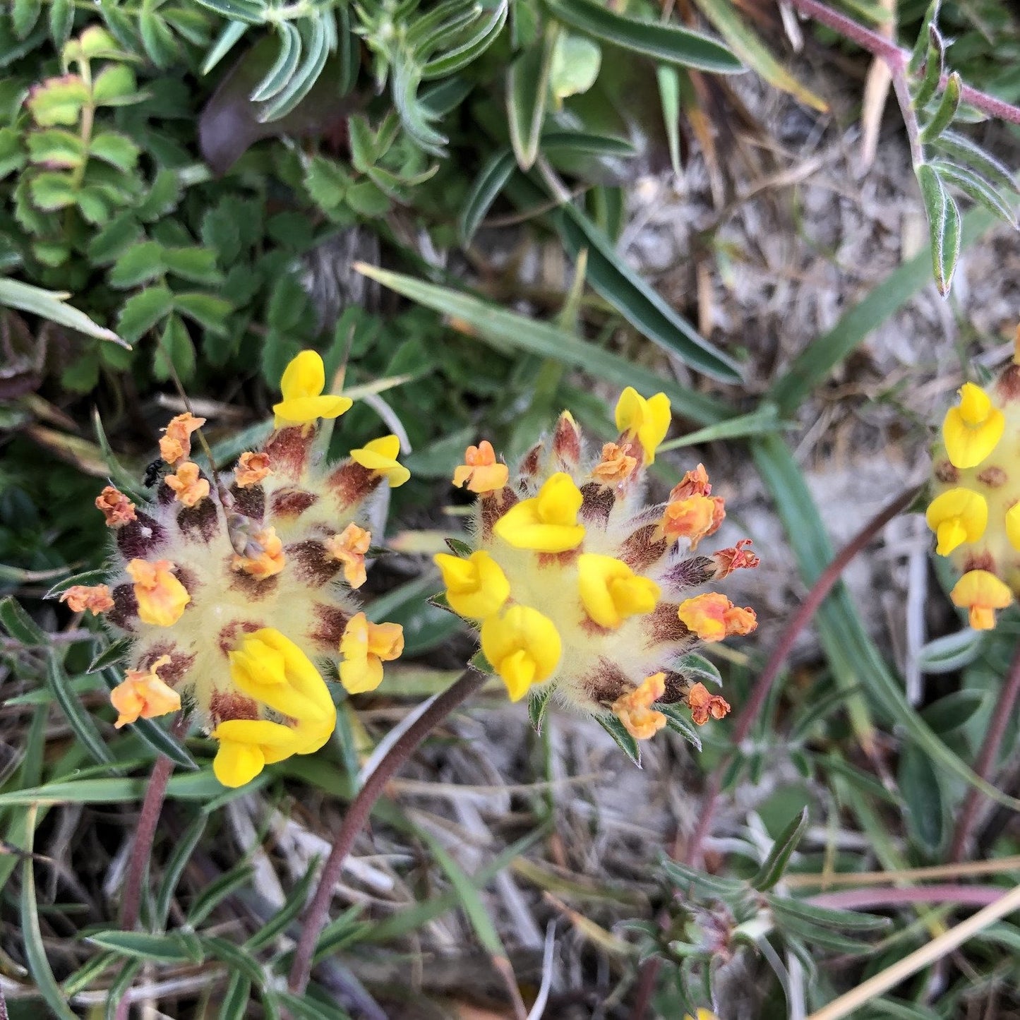 Butterfly and Moth Seed Mix