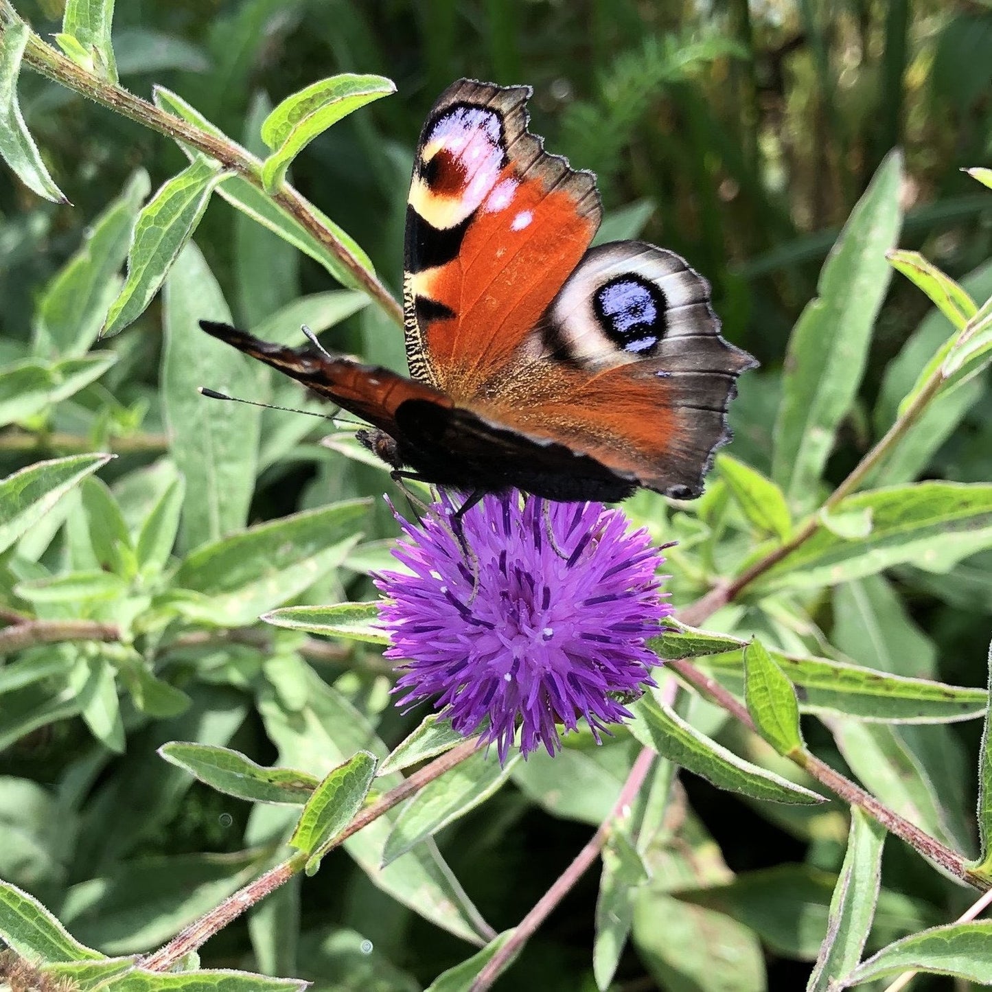 Butterfly and Moth Seed Mix