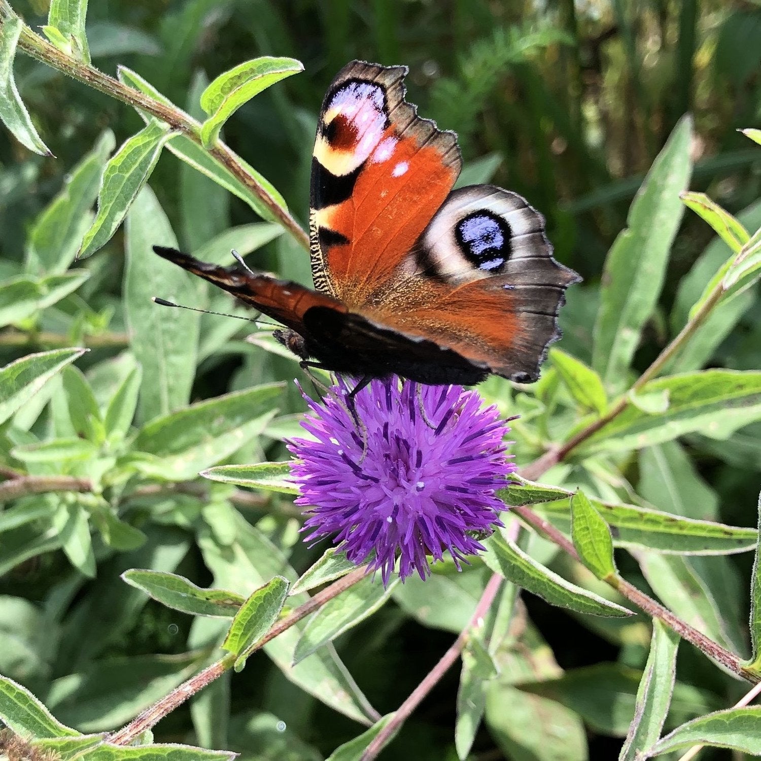 british flower seeds Butterfly Seed Packets | Native Flowers