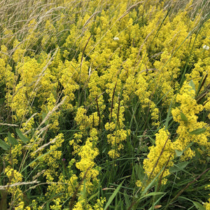 Lady's bedstraw: Special meadow mix