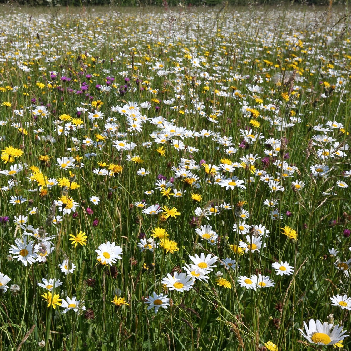 South Somerset meadow